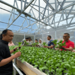 Dari Belajar ke Panen Raya: Klien Bapas Jambi Panen 1000 Lubang Tanam Pakcoy Hidroponik