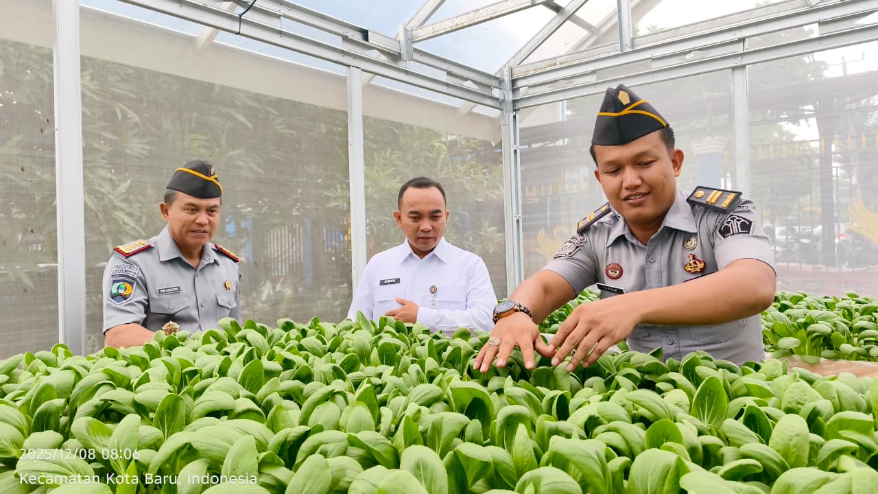 sawi pakcoy (humasbapasjambi)